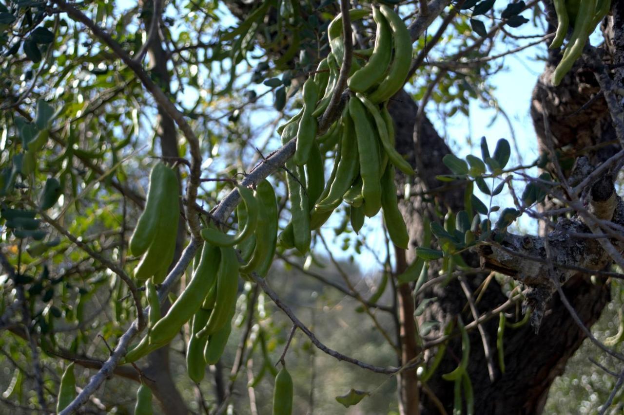 فيلا Quinta Do Cerro Sao Vicente البوفيرا المظهر الخارجي الصورة